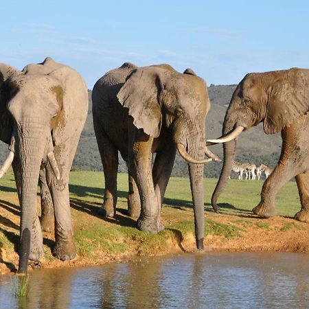 Addo Elephant Lodge & Safaris Kirkwood ภายนอก รูปภาพ