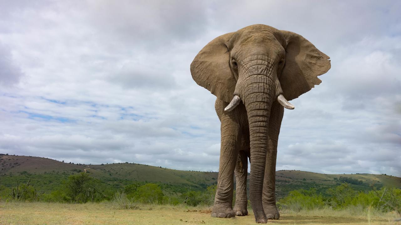 Addo Elephant Lodge & Safaris Kirkwood ภายนอก รูปภาพ