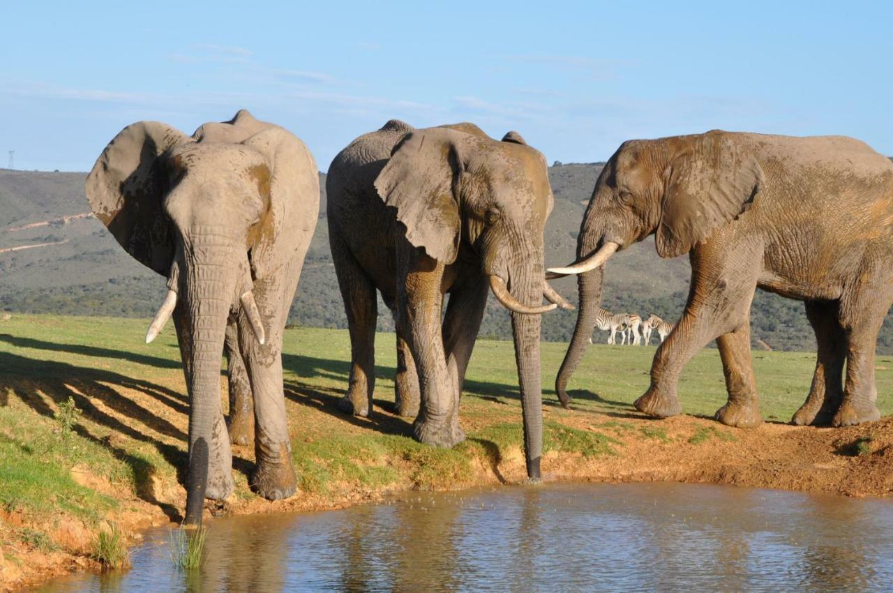 Addo Elephant Lodge & Safaris Kirkwood ภายนอก รูปภาพ