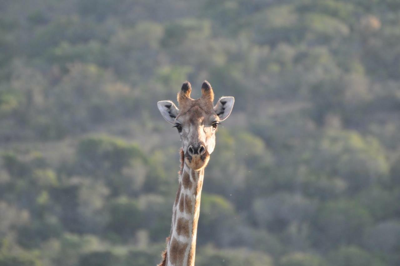 Addo Elephant Lodge & Safaris Kirkwood ภายนอก รูปภาพ